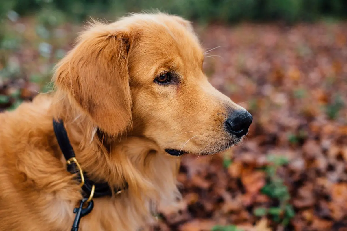 cane che cammina nei boschi