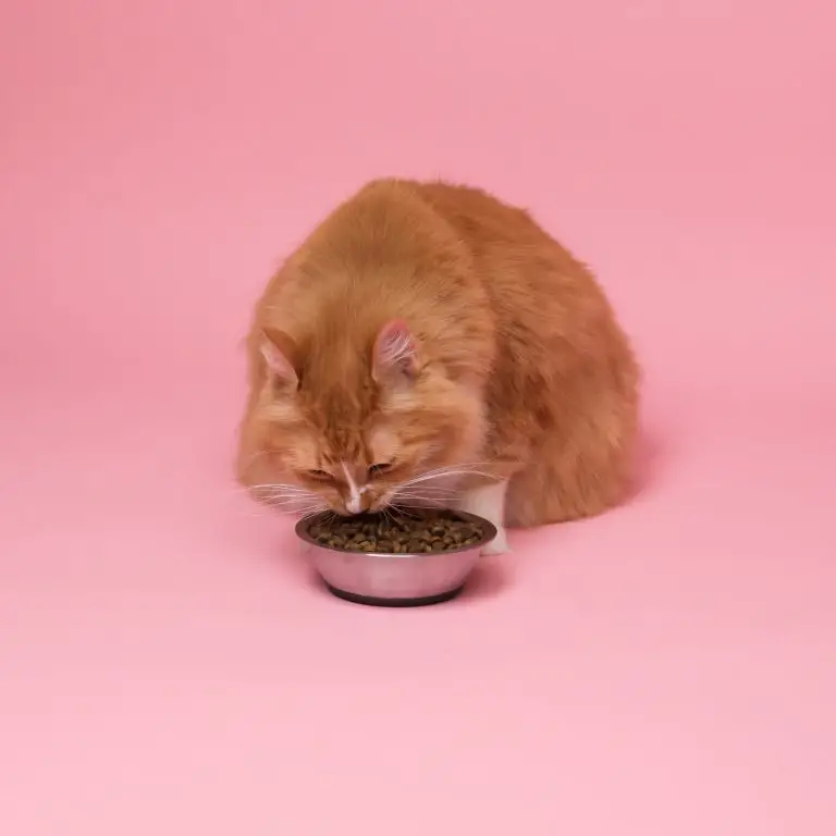 wieviel kalorien braucht eine katze