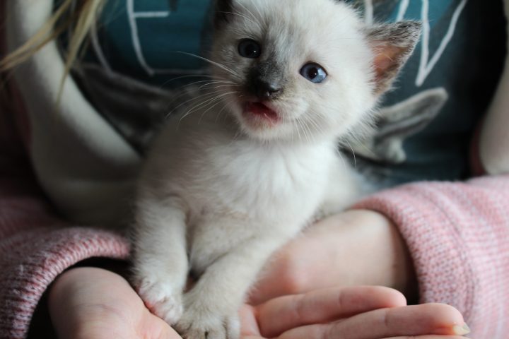 kitten meowing