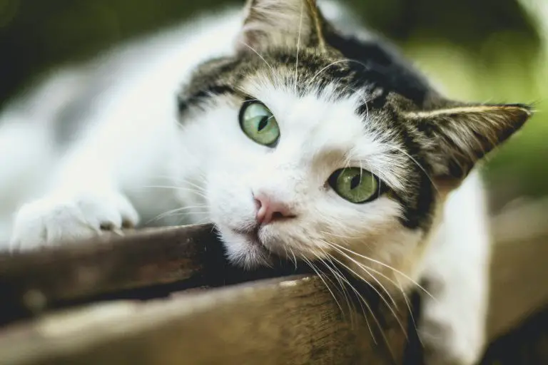 etapa 3 enfermedad renal gatos esperanza de vida