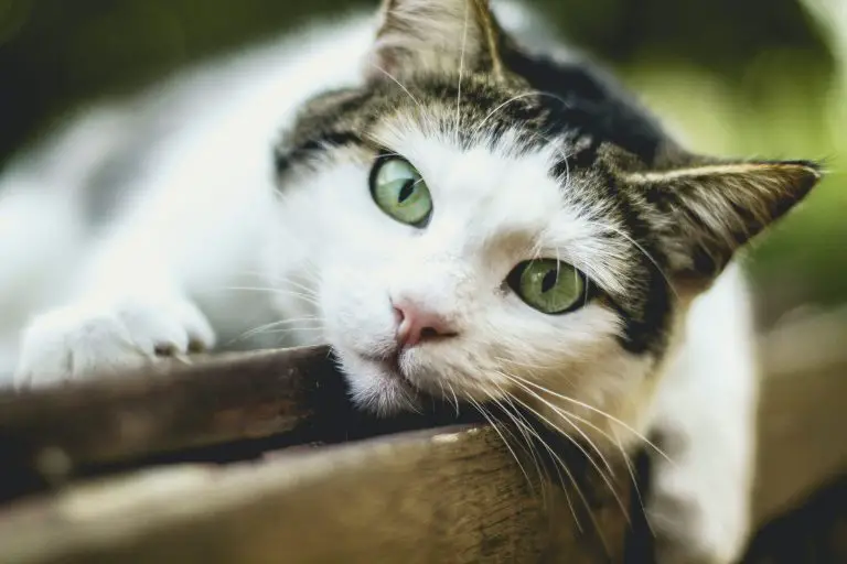 Stufe 3 Nierenerkrankung Katzen Lebenserwartung