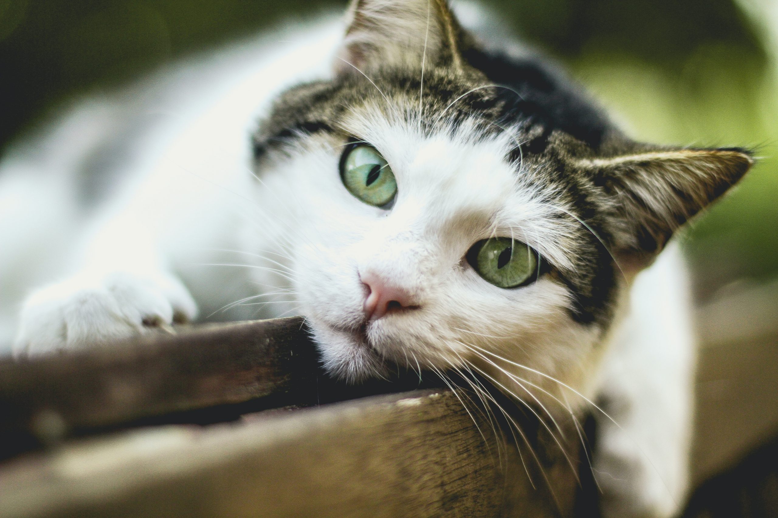 Picture of Stage 3 Kidney Disease: Cats Life Expectancy - Walkies and Whiskers