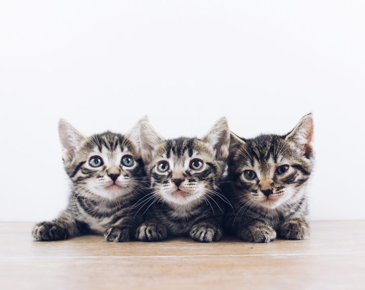 Trois chatons tabby bruns allongés à bord