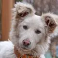 Cómo limpiar las orejas de un perro con candidiasis