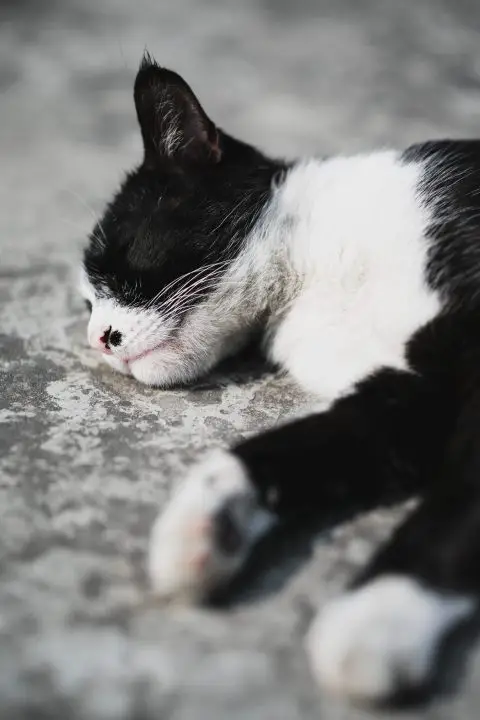 Tuxedo cat lying on gray concrete floor during daytime