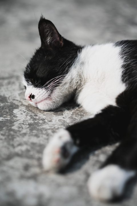 Gato Tuxedo acostado en el piso de concreto gris durante el día