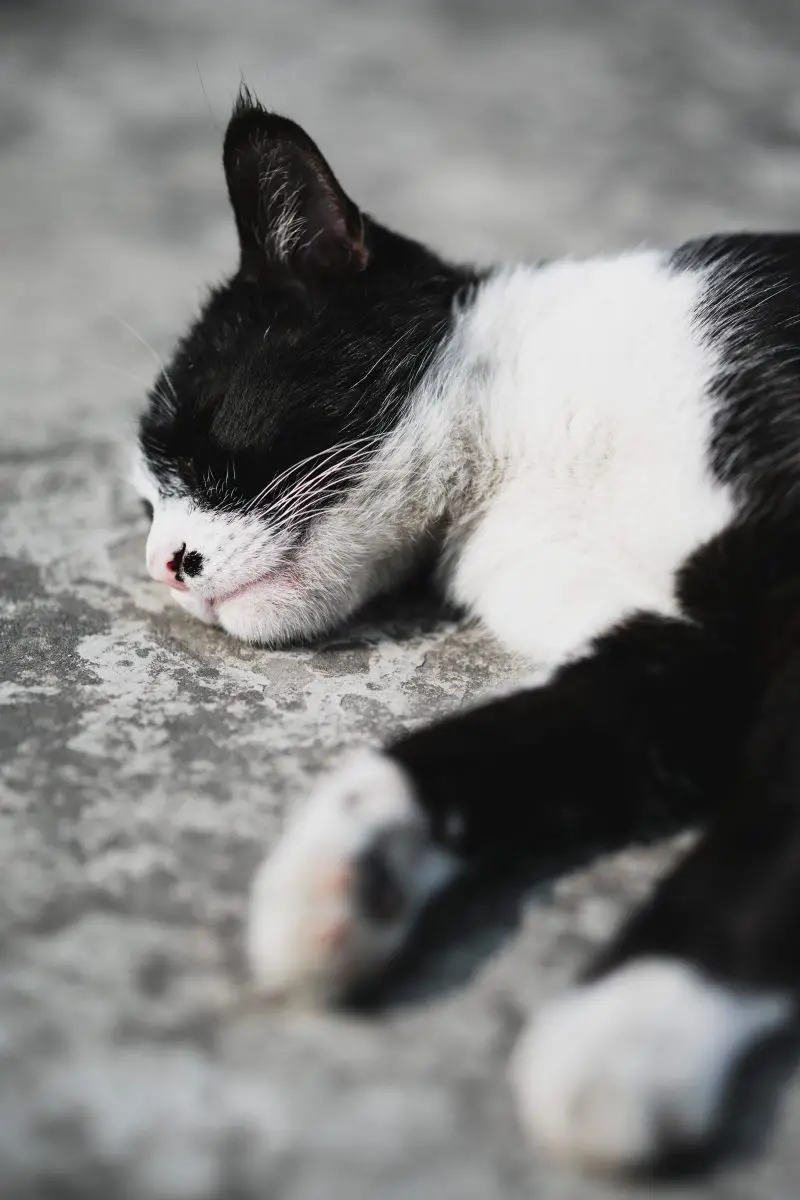 Tuxedo-Katze, die tagsüber auf grauem Betonboden liegt
