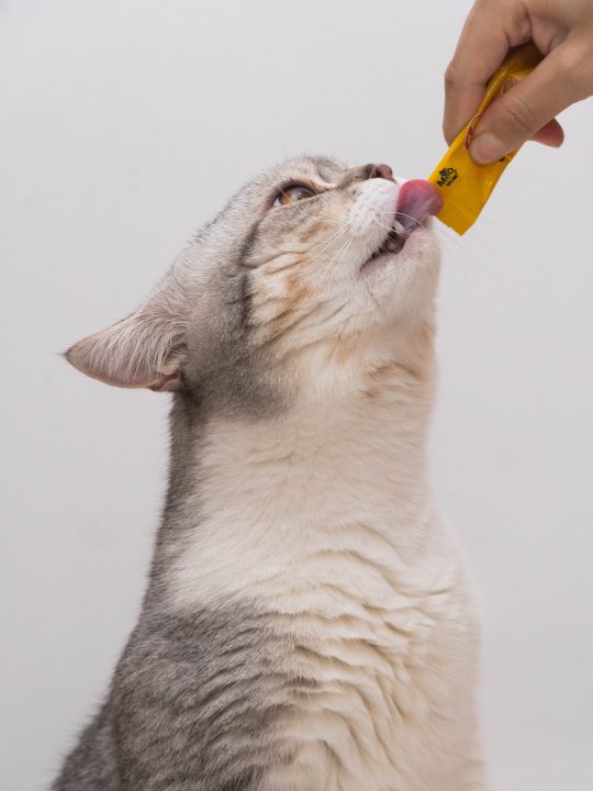 feeding cat treats