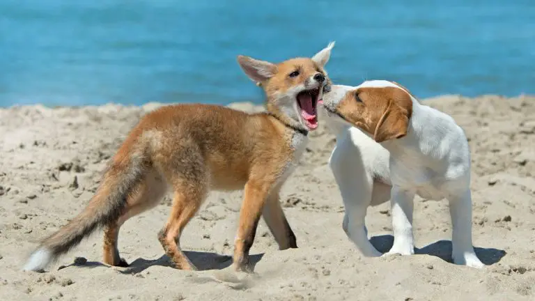 Können sich ein Fuchs und ein Hund vermehren? Die überraschenden Gründe warum