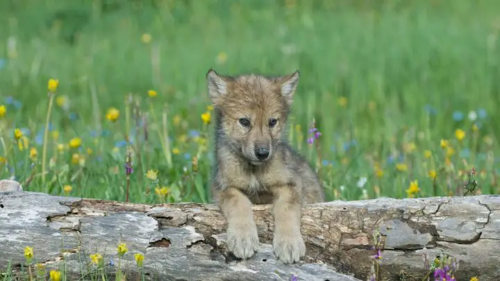 cucciolo di lupo