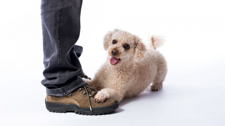 Que signifie la position assise de mon chien ? Le guide complet du pourquoi