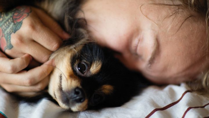 perro por cabeza de persona