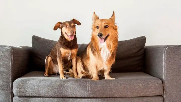 dogs sitting together