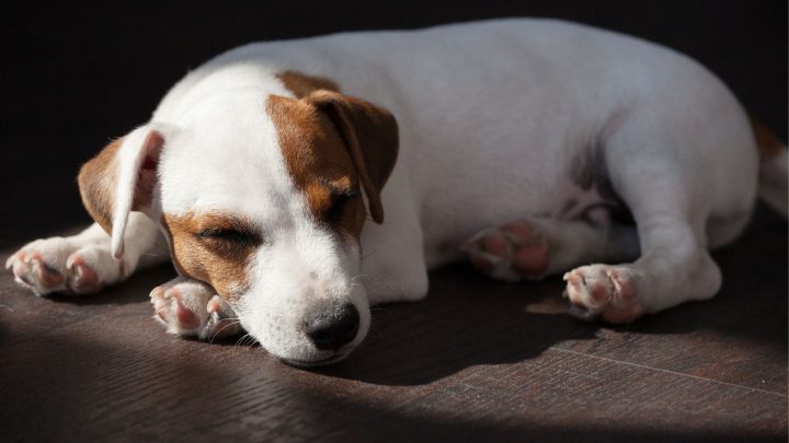 What Does My Dog’s Sitting Position Mean? The Complete Guide To Why