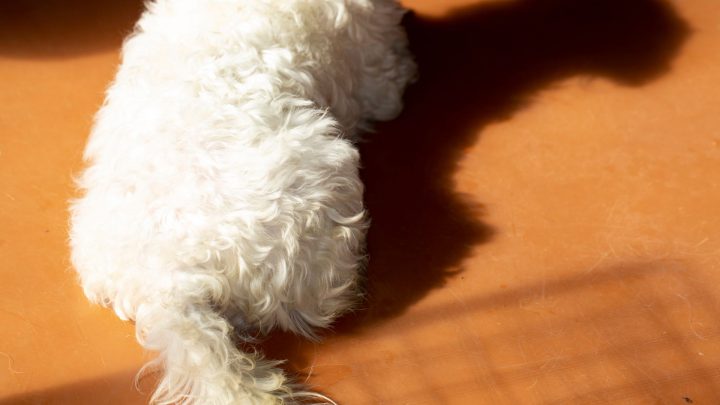 Perché l'area privata del mio cane femmina è gonfia? La tua guida completa