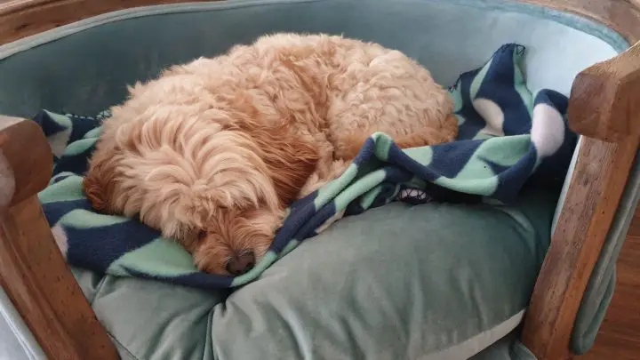 acurrucado en una bola durmiendo