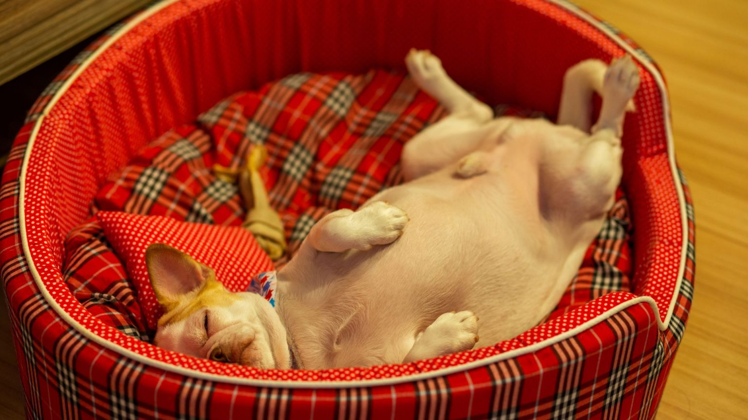 What Does my Dog's Sitting Position Mean? Your Complete Guide