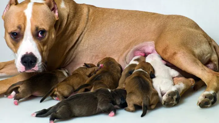 dog with litter of puppies