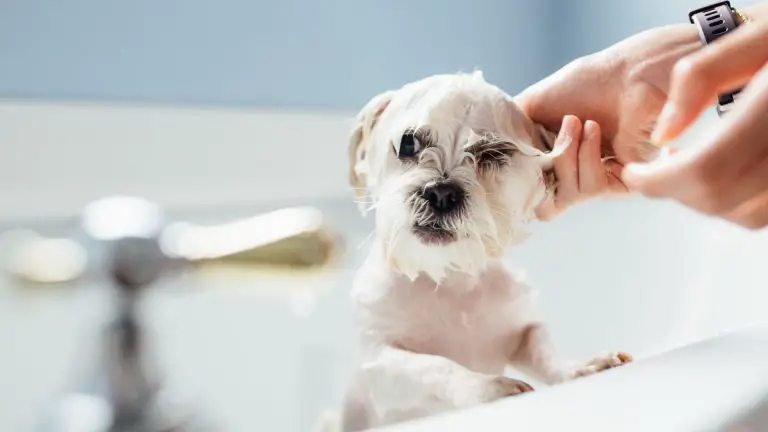 Kann ich Dove-Seife für meinen Hund verwenden?