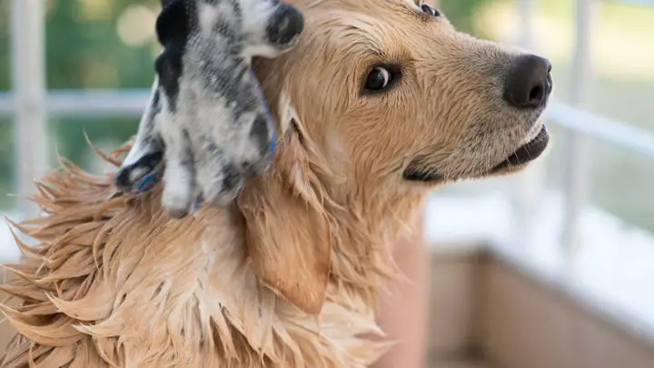 ¿Puedo usar jabón Dove en mi perro?