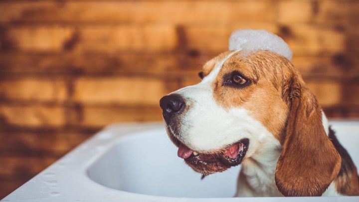 ¿Puedo usar jabón Dove en mi perro?