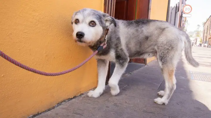 Do Dogs Get Sad When You Yell At Them?