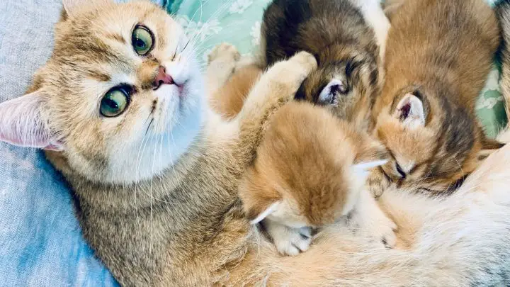 Chat donnant naissance pour la première fois