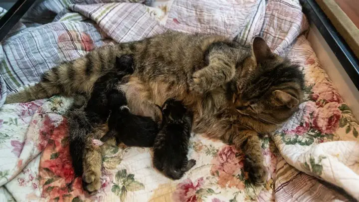 Chat donnant naissance pour la première fois