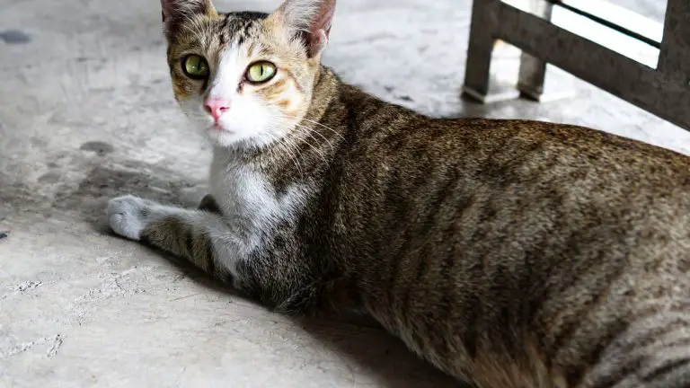 Gato dando a luz por primera vez