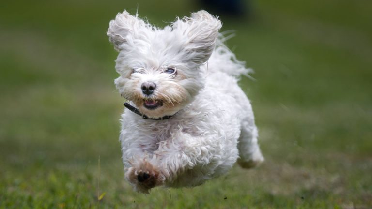 Hund Zoomies beißen