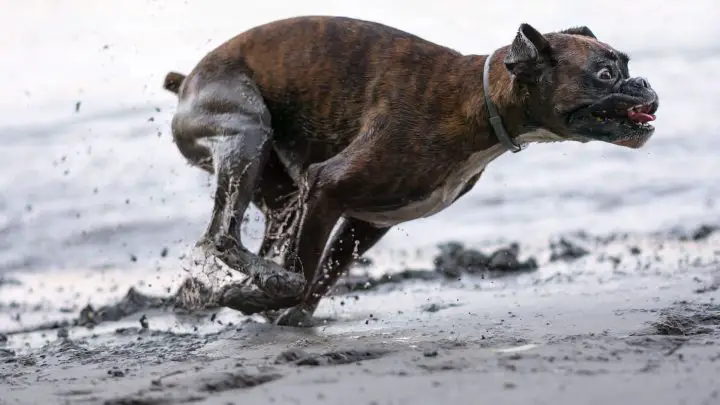 Hund Zoomies beißen