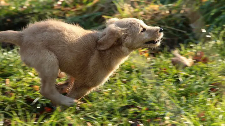 Hund Zoomies beißen