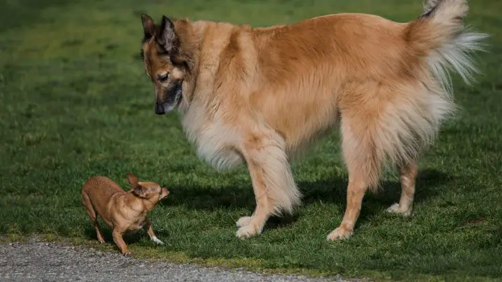 Quanti anni ha un cucciolo di tre mesi in anni umani? La tua guida completa per dire l'età del tuo cane