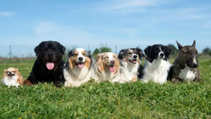 Quanti anni ha un cucciolo di tre mesi in anni umani? La tua guida completa per dire l'età del tuo cane