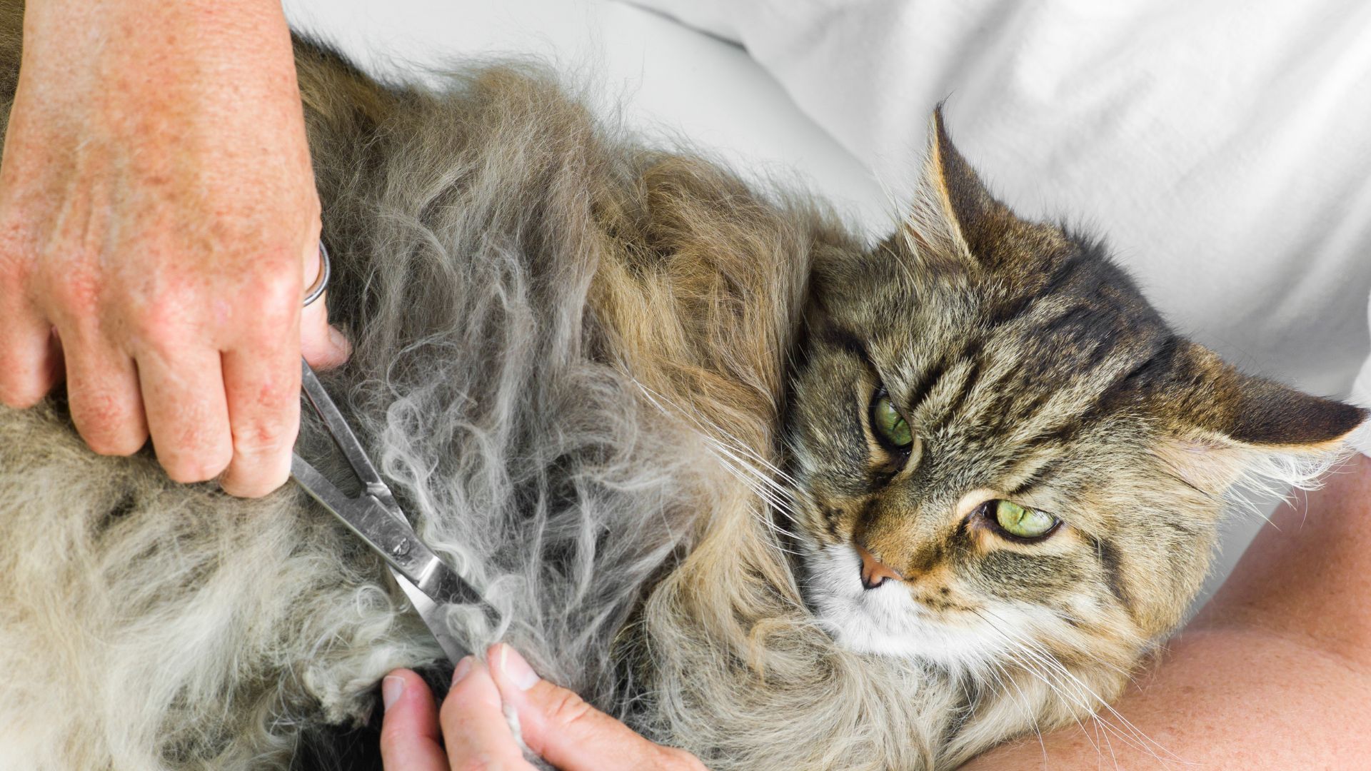 Olive Oil For Cat Mats The Best Natural Remedy Walkies and Whiskers