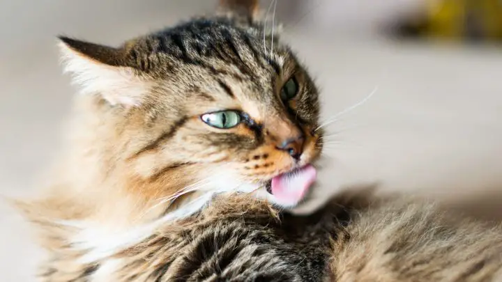 Olio d'oliva per tappetini per gatti: il miglior rimedio naturale
