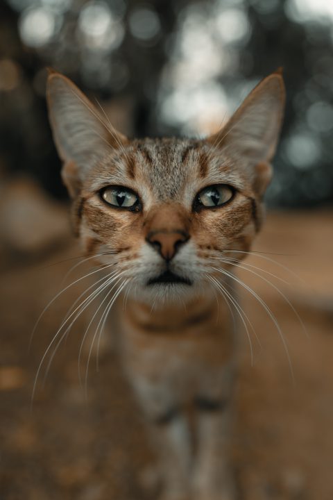 Können Katzen besser riechen als Hunde?