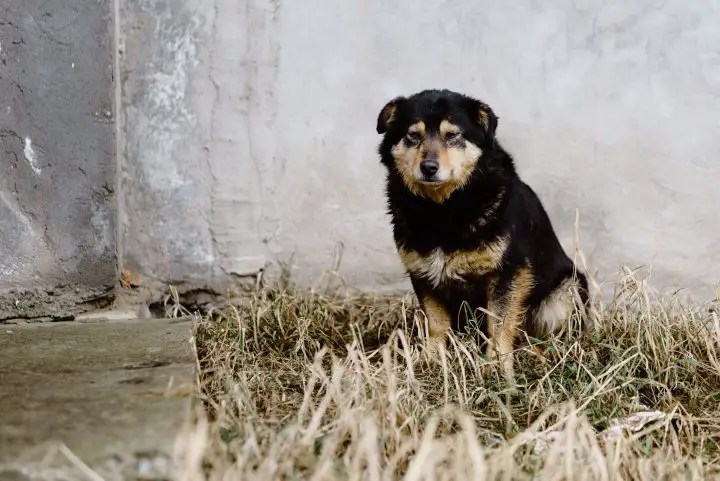 I cani diventano tristi quando vengono sgridati