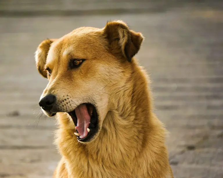 perro aullando sin razon