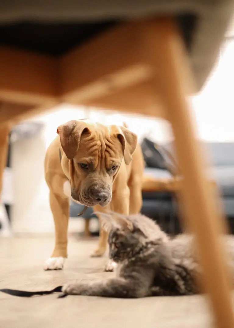 i gatti possono odorare meglio dei cani