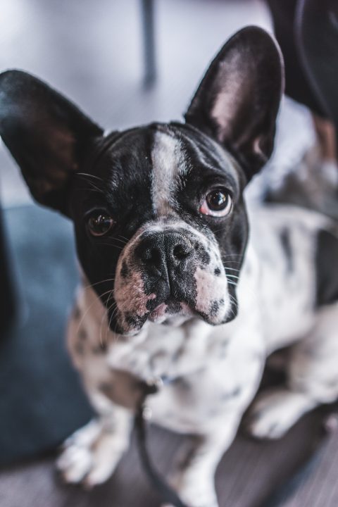 a pesar de tener orejas más grandes, los perros pueden oír peor que los gatos