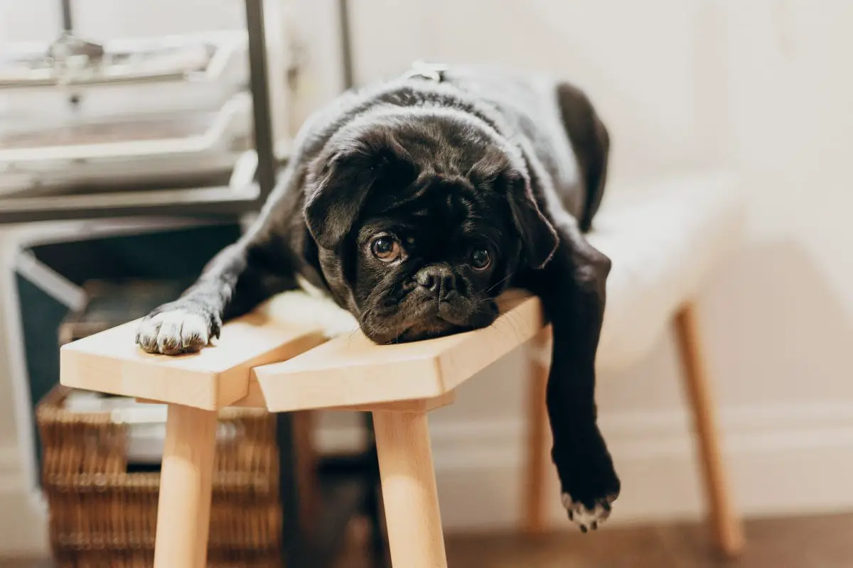 vieux chien jappe sans raison