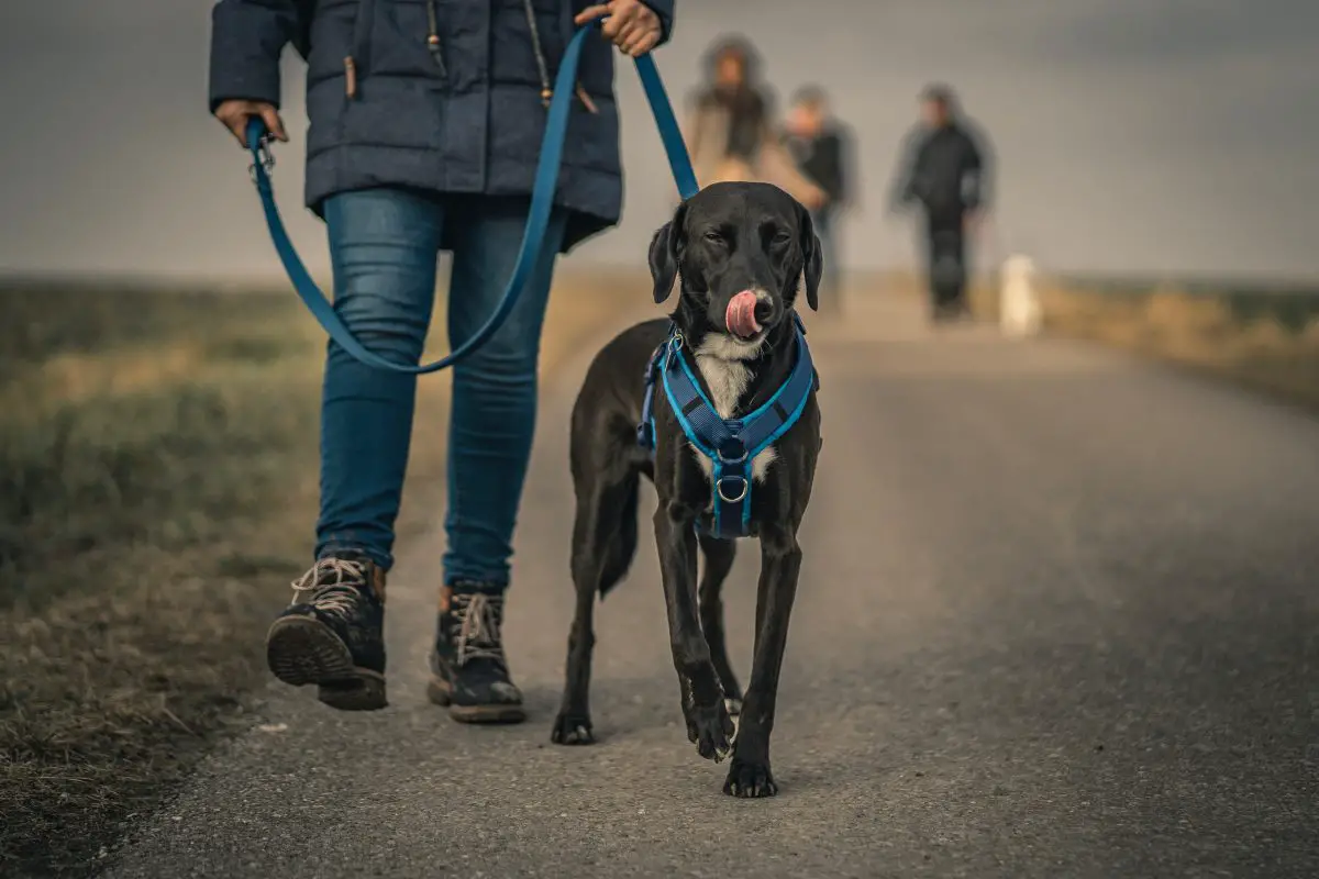 Perché il mio cane urla dal nulla?