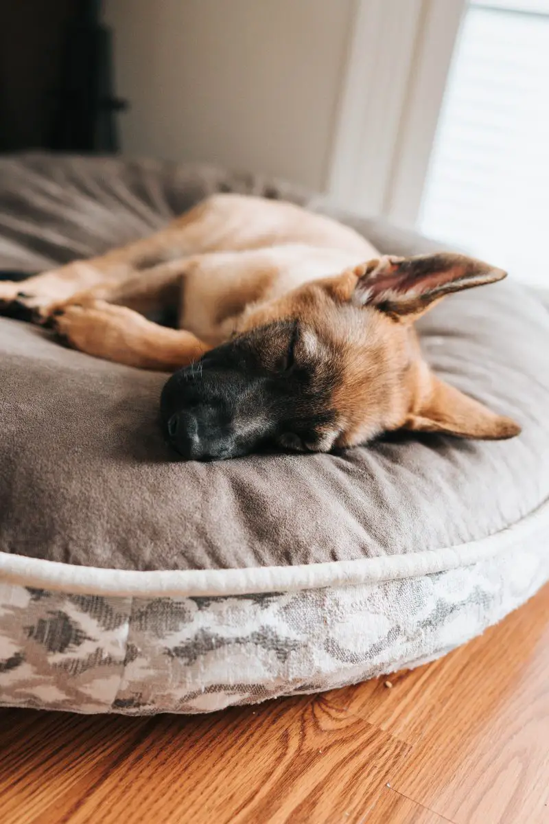 mon chien n'arrête pas de japper de douleur au hasard et de trembler