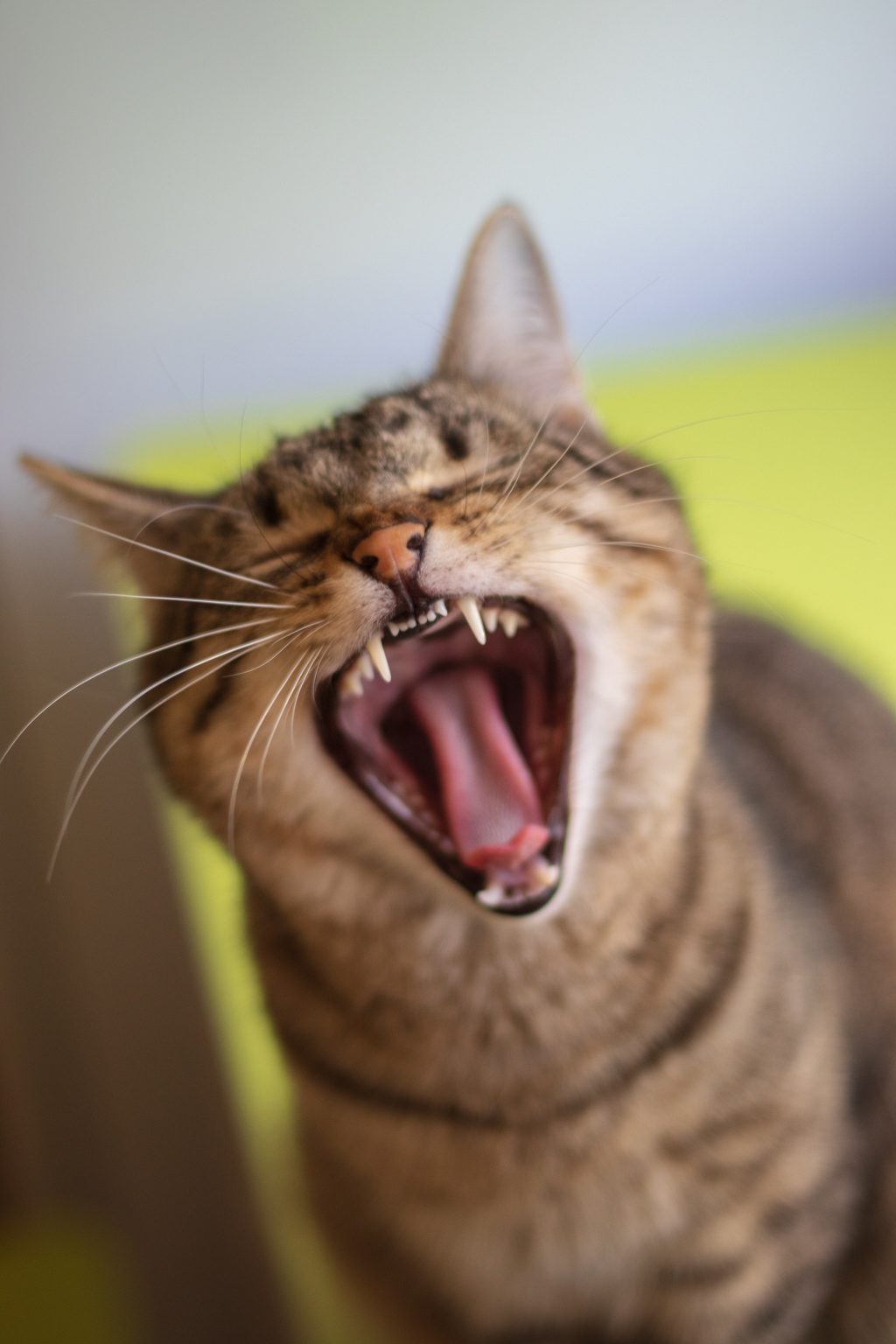 What Antibiotic Ointment is Safe for Cats? Read Before Applying