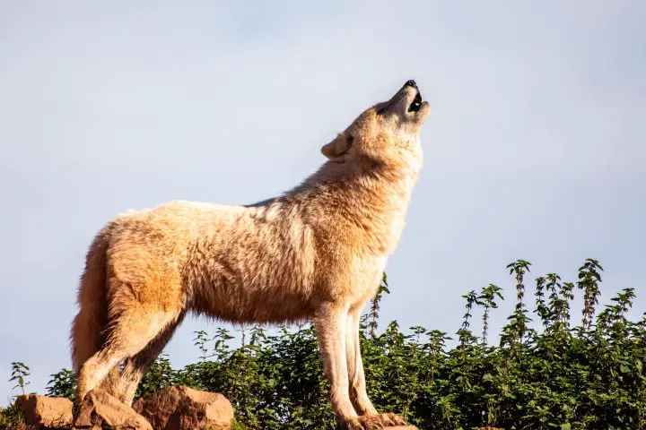 lupo marrone in piedi masso durante il giorno