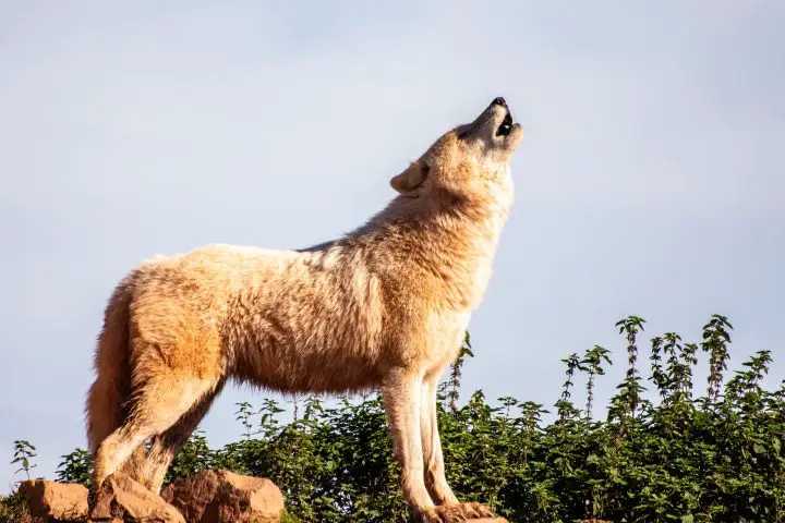 brauner wolf stehend boulder tagsüber