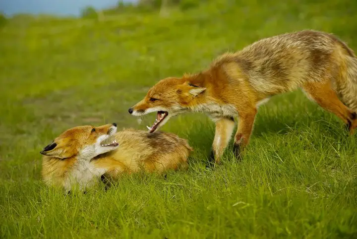 Two aggressive foxes