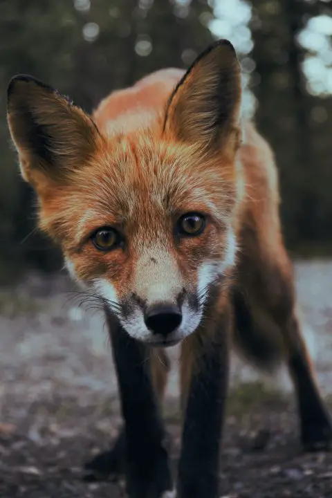 possono accoppiarsi volpi e cani