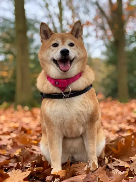 shiba inu sieht aus wie ein fuchs